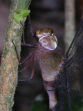 Gynacantha female thorax