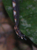 Gynacantha female abdomen