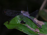 Uracis imbuta male