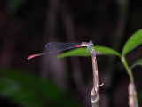 Phoenicagrion sp. male