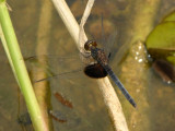 Erythrodiplax latimaculata