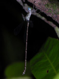 Lestes male