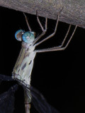 Lestes male