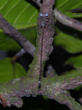 Lestes male