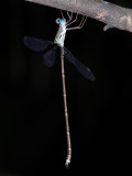 Lestes male