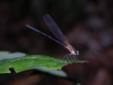 Hetaerina male