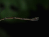 Lestes female