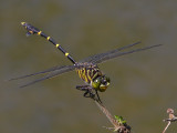 Cacoides cf latro