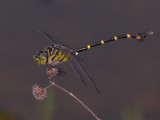 Cacoides cf latro