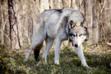 Lakota Wolf Preserve