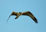 Osprey in fligh