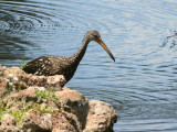 Limpkin