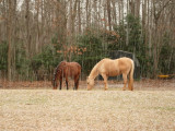 Dscn00280001York River park horses snow.JPG