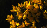 Common Gorse (Ulex europaeus)