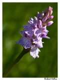 Spotted Orchid