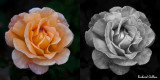 Roses from Howard Davis Park