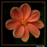 I have no Idea what sort of flower this is