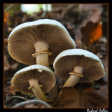 Wild mushrooms