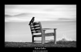 The Crow & Bench