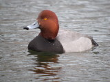 Redhead (male breeding)