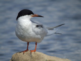 Forsters Tern  (breeding)