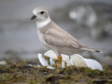 Piping plover (juvenile hatched at manistee michigan  2011)