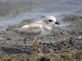 Piping plover (juvenile hatched at manistee michigan 2011)
