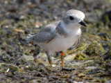 Piping plover (juvenile hatched at manistee michigan  2011)