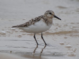 Sanderling (adult)