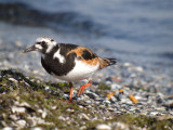 Ruddy Turnstone