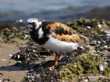 Ruddy Turnstone