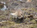 Baird's Sandpiper