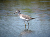 Greater Yellowlegs