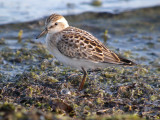 Least Sandpiper