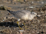 Red Knot