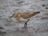 Pectoral Sandpiper