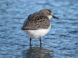 Semipalmated Sandpiper ( non breeding )