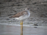 Greater Yellowlegs