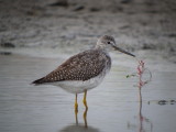 Greater Yellowlegs