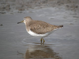 Solitary Sandpiper