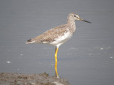 Greater Yellowlegs