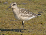 Black-bellied Plover