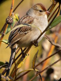White-crowned Sparrow ( first winter )