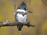 Belted Kingfisher ( male )