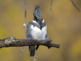Belted Kingfisher ( male )