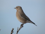 Mountain Bluebird (female)