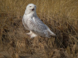 Snowy Owl