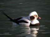 Long -tailed Duck ( winter male)