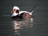 Long -tailed Duck ( winter male)