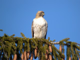 Red-tailed Hawk